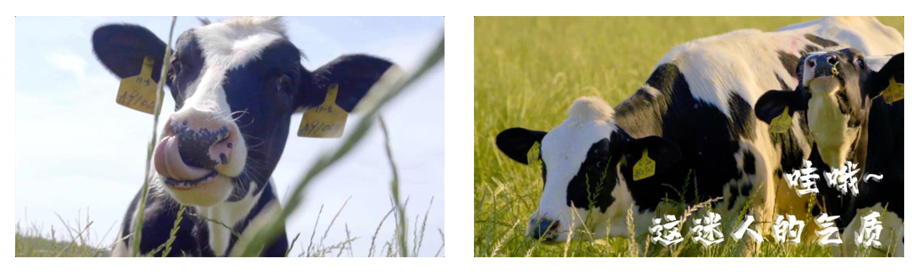 花花牛丨每天一杯奶，幸福健康喝出來！??！