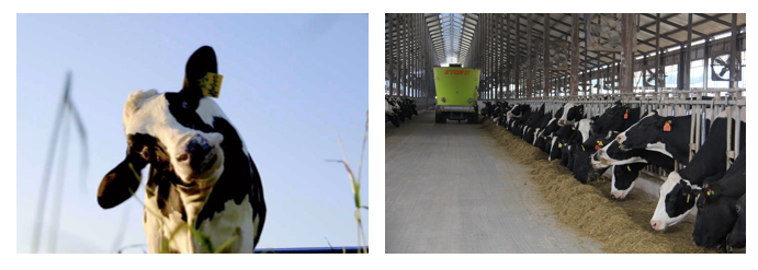 花花牛丨每天一杯奶，幸福健康喝出來?。?！