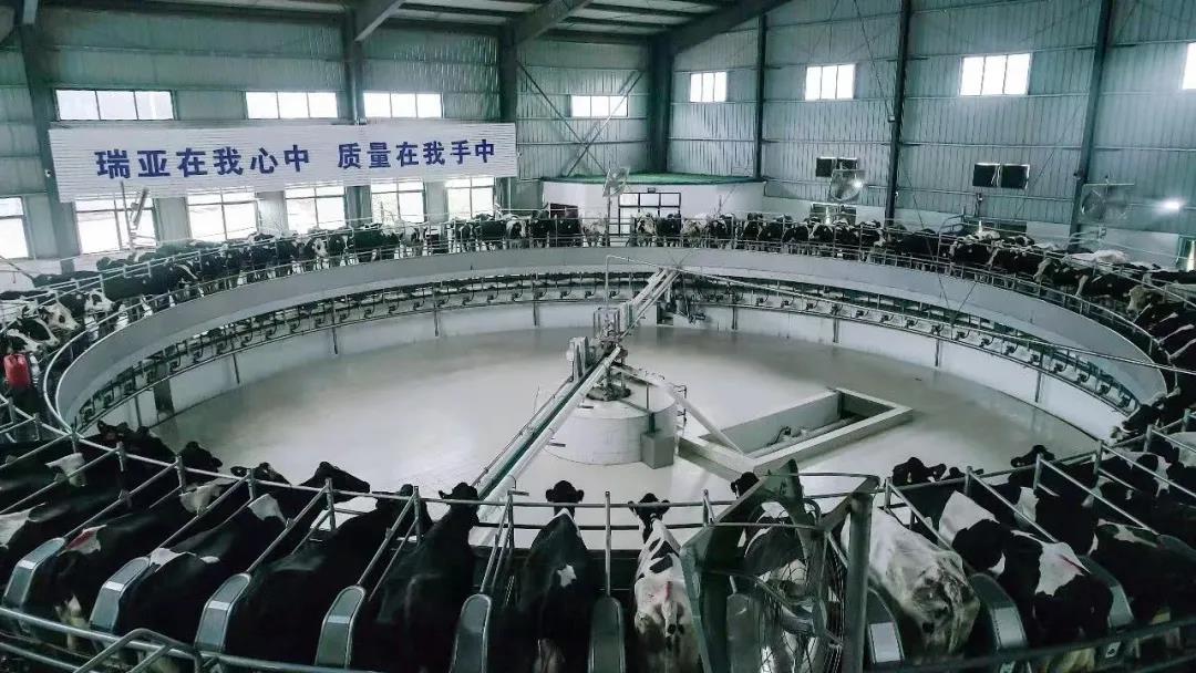 快訊 | 駐馬店市委副書記、市長李躍勇一行蒞臨花花牛乳業(yè)集團(tuán)平輿瑞亞牧場調(diào)研