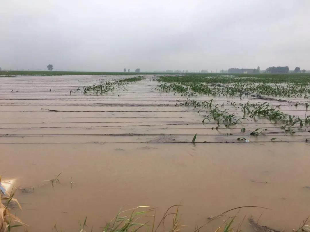 【乳報(bào)·聚焦】“豫”難而上的中原牛人“太中了”！