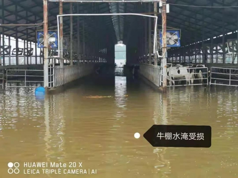 【乳報(bào)·聚焦】“豫”難而上的中原牛人“太中了”！